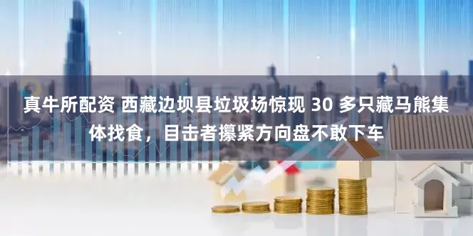真牛所配资 西藏边坝县垃圾场惊现 30 多只藏马熊集体找食，目击者攥紧方向盘不敢下车